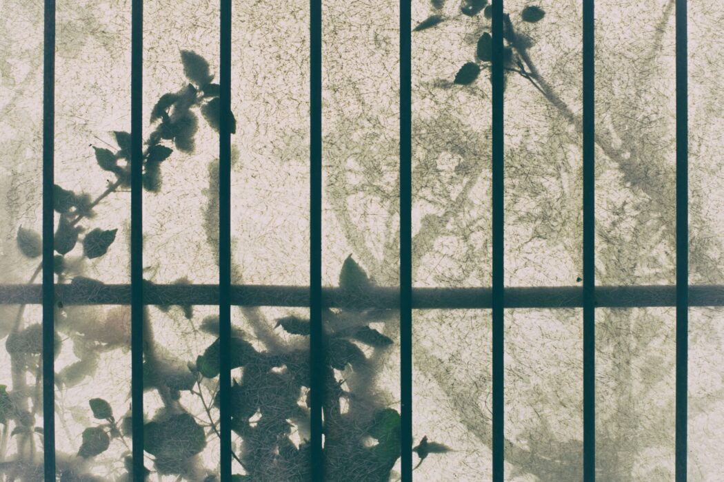 A silhoutte of leaves and a fence.