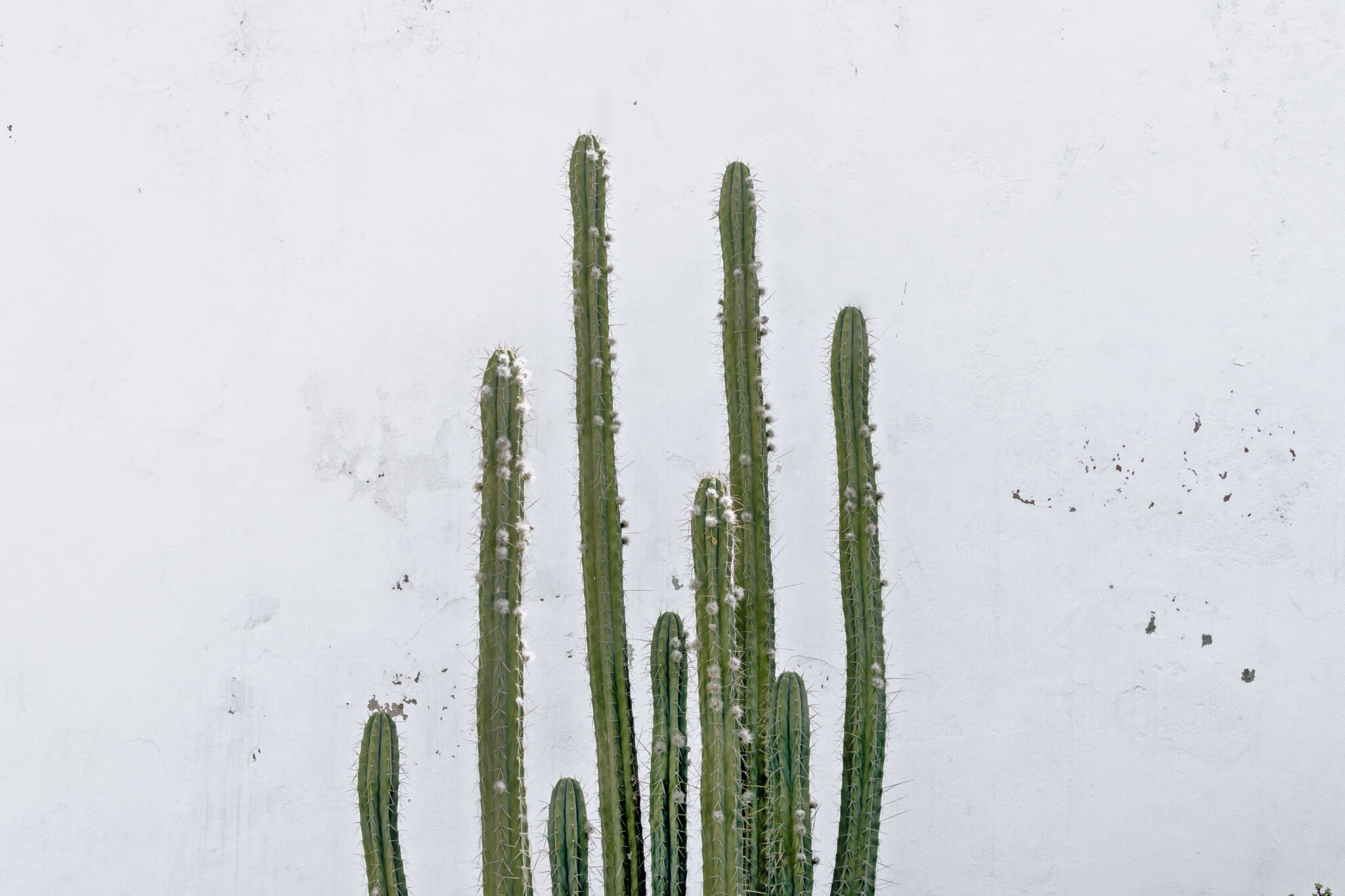 A cactus with a white background