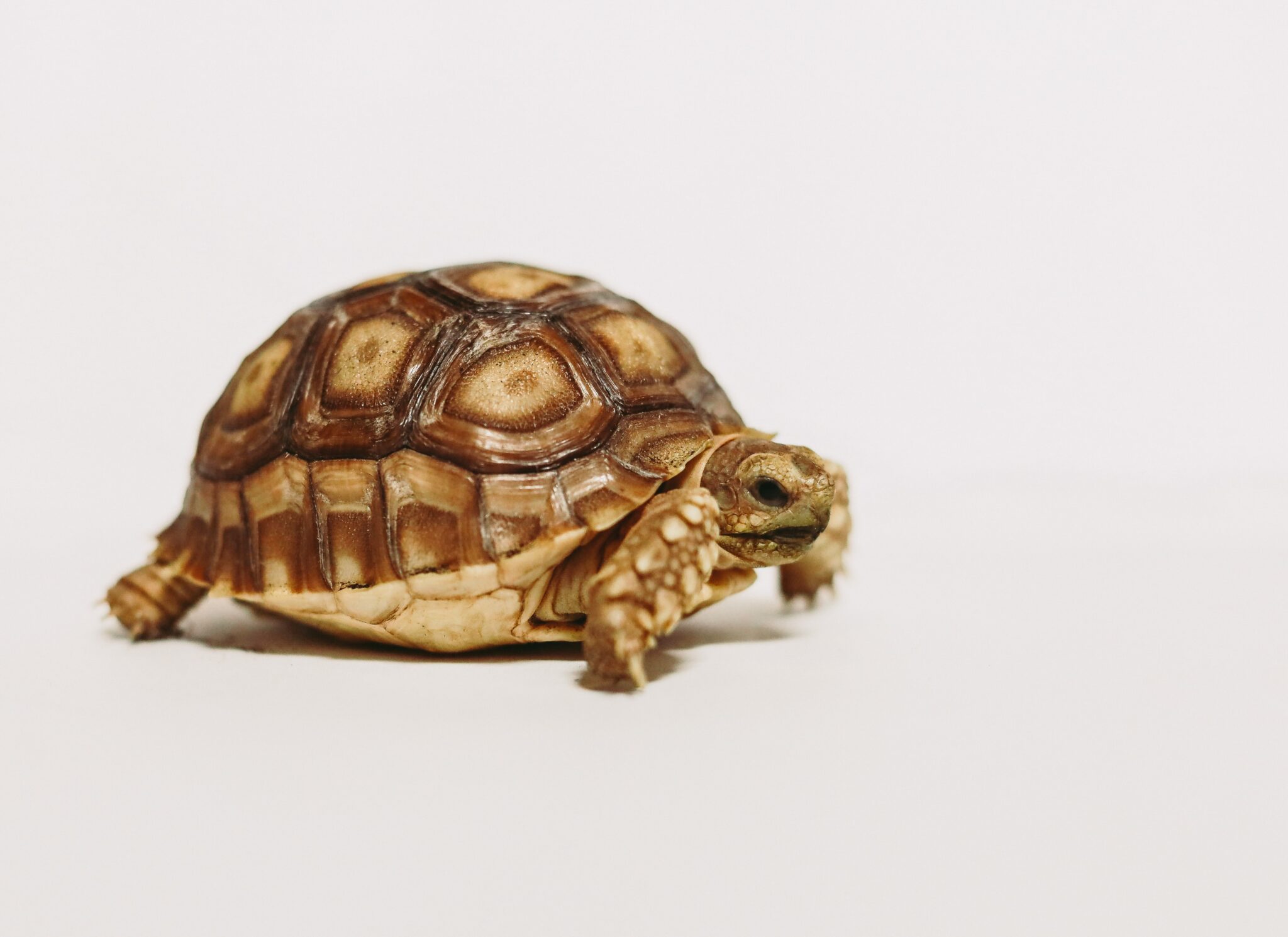 A turtle in front of a white background